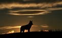 Coyote at sunset